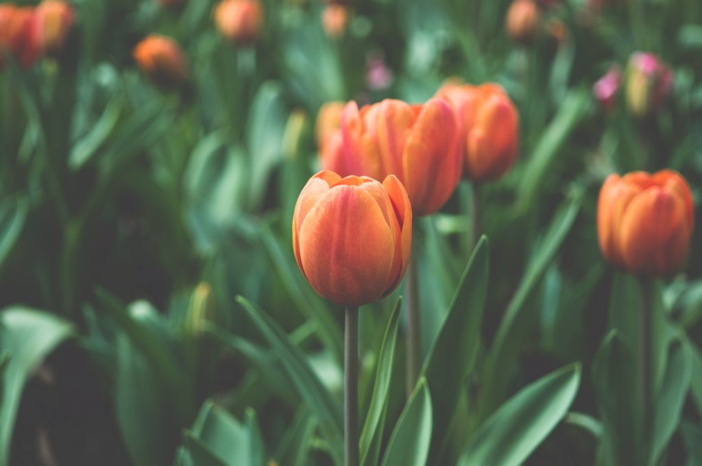 flowers-garden-orange-tulips